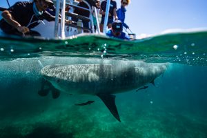 Tiger shark swimming next to a research vessel